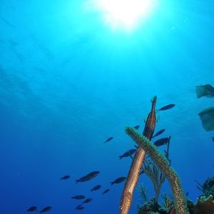 Meet your Posher, Carrie